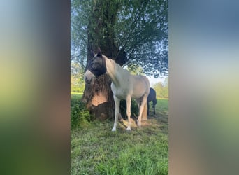 Belgijski koń gorącokrwisty, Klacz, 14 lat, 162 cm, Biała