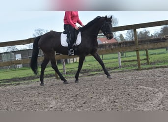 Belgijski koń gorącokrwisty, Klacz, 14 lat, 165 cm, Ciemnogniada
