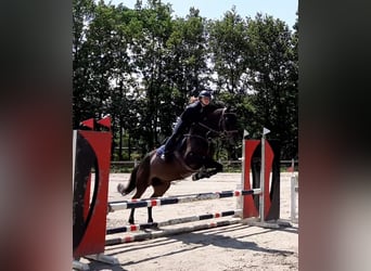Belgijski koń gorącokrwisty, Klacz, 14 lat, 165 cm, Ciemnogniada
