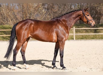 Belgijski koń gorącokrwisty, Klacz, 14 lat, 171 cm, Kasztanowata