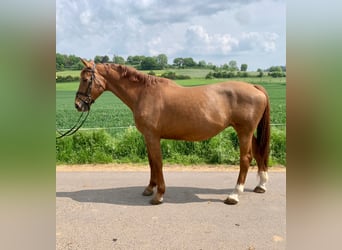 Belgijski koń gorącokrwisty, Klacz, 14 lat, 172 cm, Kasztanowata
