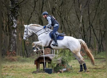 Belgijski koń gorącokrwisty, Klacz, 14 lat, 174 cm, Siwa