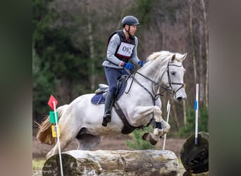 Belgijski koń gorącokrwisty, Klacz, 14 lat, 174 cm, Siwa