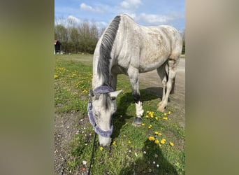 Belgijski koń gorącokrwisty, Klacz, 14 lat, 175 cm, Siwa