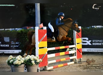 Belgijski koń gorącokrwisty, Klacz, 15 lat, 137 cm, Kasztanowata