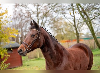Belgijski koń gorącokrwisty, Klacz, 15 lat, 147 cm, Gniada