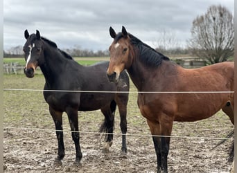 Belgijski koń gorącokrwisty, Klacz, 15 lat, 162 cm, Gniada
