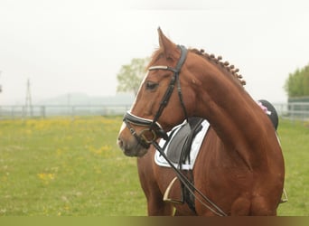 Belgijski koń gorącokrwisty, Klacz, 15 lat, 162 cm, Kasztanowata
