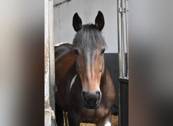 Belgijski koń gorącokrwisty, Klacz, 15 lat, 163 cm, Srokata