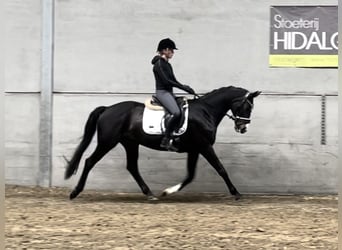 Belgijski koń gorącokrwisty, Klacz, 15 lat, 164 cm, Ciemnogniada