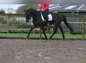 Belgijski koń gorącokrwisty, Klacz, 15 lat, 165 cm, Ciemnogniada