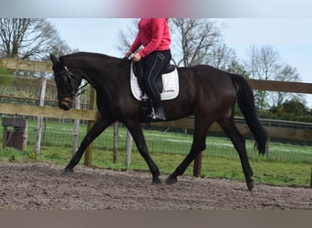 Belgijski koń gorącokrwisty, Klacz, 15 lat, 165 cm, Ciemnogniada