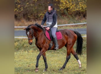 Belgijski koń gorącokrwisty, Klacz, 15 lat, 165 cm, Gniada