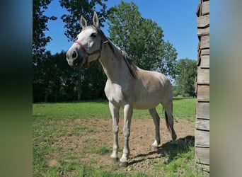 Belgijski koń gorącokrwisty, Klacz, 15 lat, 168 cm, Siwa