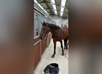 Belgijski koń gorącokrwisty, Klacz, 16 lat, 160 cm, Ciemnogniada