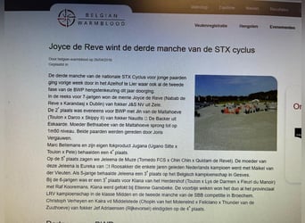 Belgijski koń gorącokrwisty, Klacz, 17 lat, 100 cm, Srokata