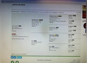 Belgijski koń gorącokrwisty, Klacz, 17 lat, 100 cm, Srokata