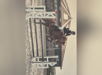 Belgijski koń gorącokrwisty, Klacz, 17 lat, 146 cm, Kasztanowata