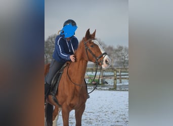 Belgijski koń gorącokrwisty, Klacz, 17 lat, 160 cm, Kasztanowata