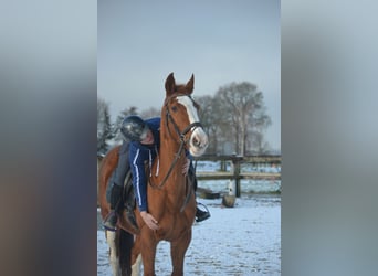 Belgijski koń gorącokrwisty, Klacz, 17 lat, 160 cm, Kasztanowata