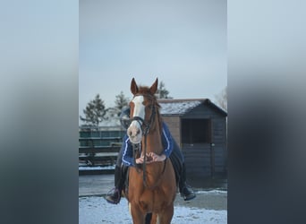 Belgijski koń gorącokrwisty, Klacz, 17 lat, 160 cm, Kasztanowata