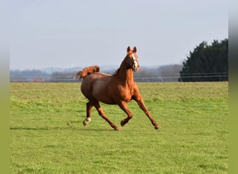 Belgijski koń gorącokrwisty, Klacz, 17 lat, 165 cm, Kasztanowata