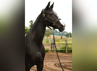 Belgijski koń gorącokrwisty, Klacz, 17 lat, 170 cm, Kara