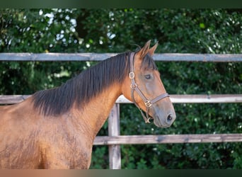 Belgijski koń gorącokrwisty, Klacz, 17 lat, 172 cm, Gniada