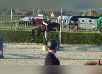 Belgijski koń gorącokrwisty, Klacz, 19 lat, 167 cm, Kara