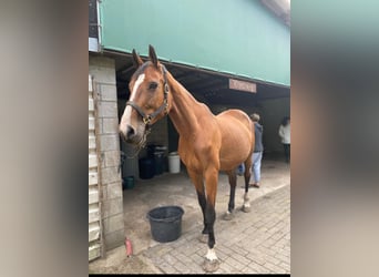 Belgijski koń gorącokrwisty, Klacz, 19 lat, 175 cm, Gniada