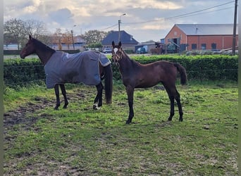 Belgijski koń gorącokrwisty, Klacz, 1 Rok, 120 cm, Siwa