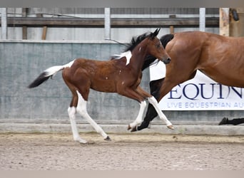 Belgijski koń gorącokrwisty, Klacz, 1 Rok, 164 cm, Tobiano wszelkich maści