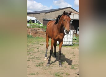 Belgijski koń gorącokrwisty, Klacz, 1 Rok, 170 cm, Gniada