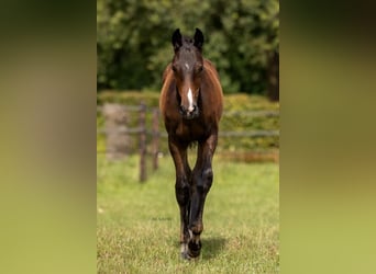 Belgijski koń gorącokrwisty, Klacz, 1 Rok, Gniada