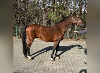 Belgijski koń gorącokrwisty, Klacz, 20 lat, 168 cm, Gniada