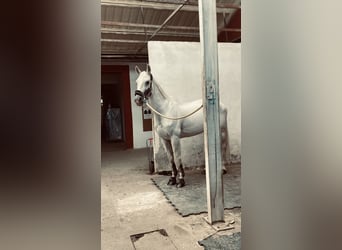 Belgijski koń gorącokrwisty, Klacz, 21 lat, 165 cm, Siwa