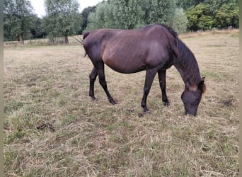 Belgijski koń gorącokrwisty, Klacz, 21 lat, 170 cm, Kara