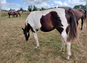 Belgijski koń gorącokrwisty, Klacz, 21 lat, 170 cm, Kara