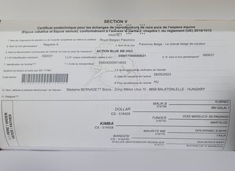 Belgijski koń gorącokrwisty, Klacz, 2 lat, 135 cm, Izabelowata