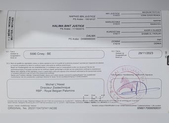 Belgijski koń gorącokrwisty, Klacz, 2 lat, 135 cm, Izabelowata