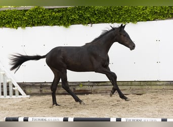 Belgijski koń gorącokrwisty, Klacz, 2 lat, 145 cm, Kara