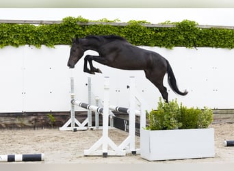 Belgijski koń gorącokrwisty, Klacz, 2 lat, 145 cm, Kara