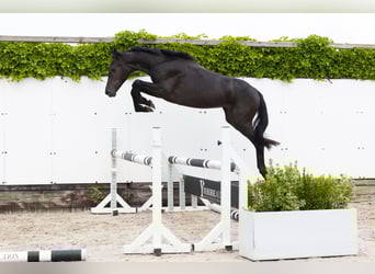 Belgijski koń gorącokrwisty, Klacz, 2 lat, 145 cm, Kara