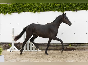 Belgijski koń gorącokrwisty, Klacz, 2 lat, 145 cm, Kara