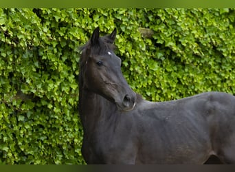Belgijski koń gorącokrwisty, Klacz, 2 lat, 145 cm, Kara