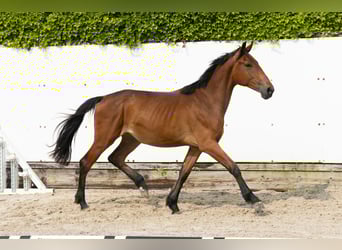 Belgijski koń gorącokrwisty, Klacz, 2 lat, 150 cm, Gniada