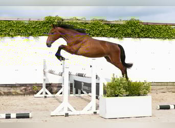 Belgijski koń gorącokrwisty, Klacz, 2 lat, 150 cm, Gniada