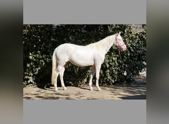 Belgijski koń gorącokrwisty, Klacz, 2 lat, 152 cm, Cremello