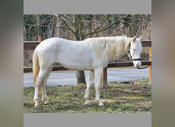 Belgijski koń gorącokrwisty, Klacz, 2 lat, 152 cm, Cremello