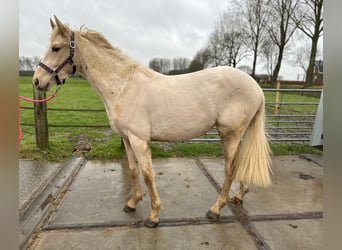 Belgijski koń gorącokrwisty, Klacz, 2 lat, 155 cm, Izabelowata